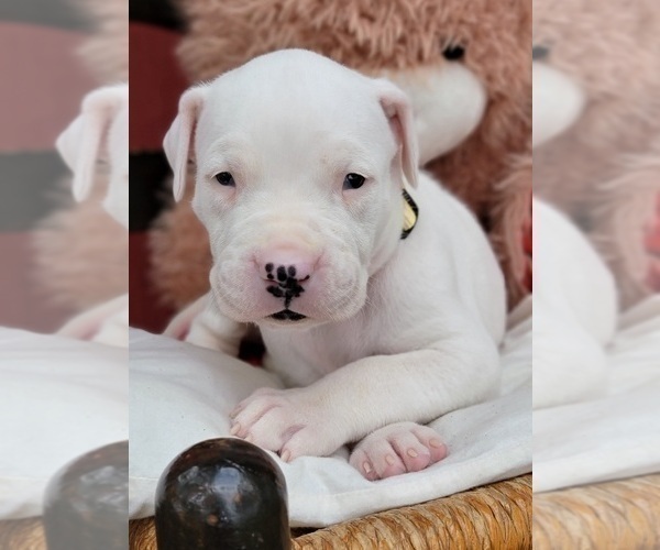 Medium Photo #1 Dogo Argentino Puppy For Sale in MULBERRY, FL, USA