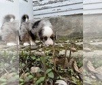 Small #5 Aussie-Corgi