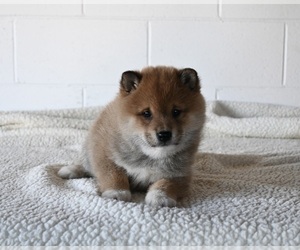 Shiba Inu Puppy for sale in MILLERSBURG, OH, USA