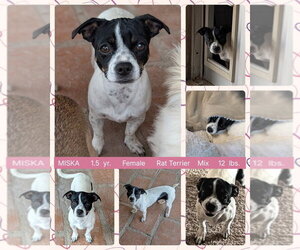 Rat Terrier-Unknown Mix Dogs for adoption in Mesa, AZ, USA