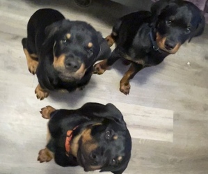 Rottweiler Puppy for sale in SAN JOSE, CA, USA