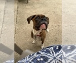 Small Photo #10 Boxer Puppy For Sale in KIMMELL, IN, USA