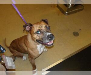 American Pit Bull Terrier Dogs for adoption in Santa Rosa, CA, USA