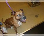 Small American Pit Bull Terrier