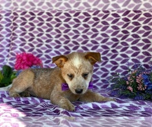 Australian Cattle Dog Puppy for sale in LANCASTER, PA, USA