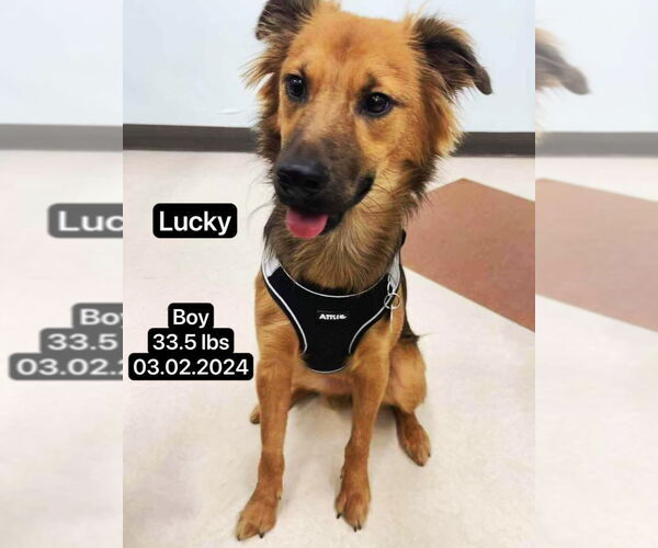 Medium Photo #3 Mutt Puppy For Sale in West Hollywood, CA, USA