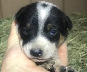 Australian Cattle Dog Puppy for sale in GRANTS PASS, OR, USA