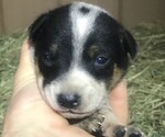 Small Photo #1 Australian Cattle Dog Puppy For Sale in GRANTS PASS, OR, USA