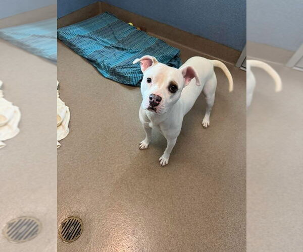 Medium Photo #10 Mutt Puppy For Sale in San Diego, CA, USA