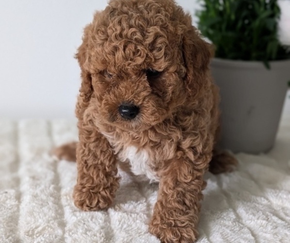 Medium Photo #8 Goldendoodle (Miniature) Puppy For Sale in GOSHEN, IN, USA