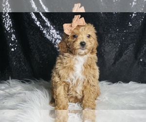 Poodle (Miniature) Puppy for sale in WARSAW, IN, USA