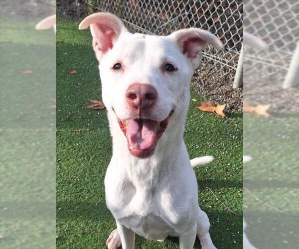 Medium Photo #2 Labrador Retriever-Unknown Mix Puppy For Sale in Woodland, CA, USA