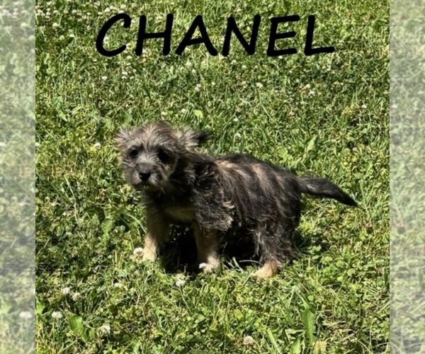 Medium Photo #2 Cairnoodle Puppy For Sale in HARTLAND, MN, USA