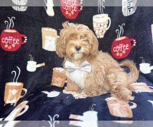 ShihPoo Puppy for sale in LAKELAND, FL, USA