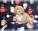 Image preview for Ad Listing. Nickname: Gus