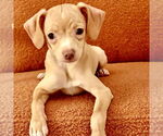 Small #2 Chiweenie