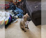 Small #1 Boxer Mix