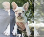 Puppy Princess White French Bulldog
