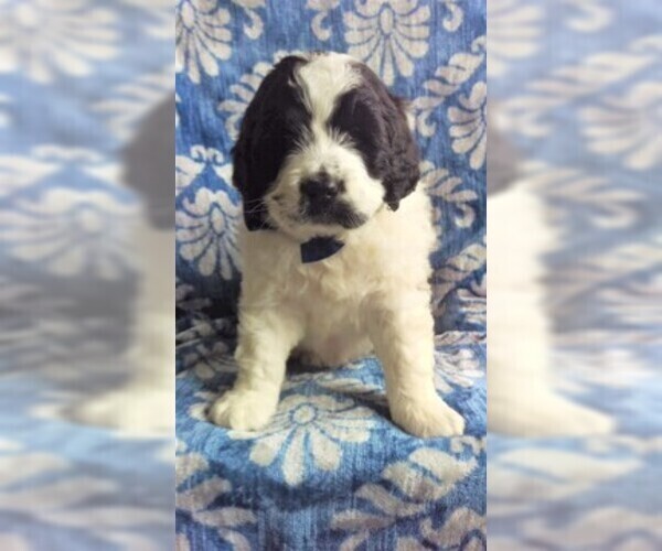 Medium Photo #1 Saint Berdoodle Puppy For Sale in LANCASTER, PA, USA