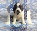 Small Photo #1 Saint Berdoodle Puppy For Sale in LANCASTER, PA, USA