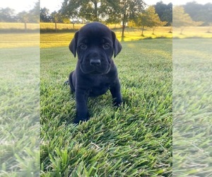 Mastador Puppy for sale in WILLIAMSBURG, OH, USA