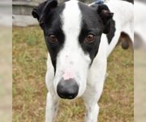 Greyhound-Treeing Walker Coonhound Mix Dogs for adoption in Grandville, MI, USA