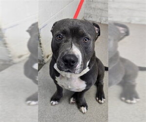 Mutt Dogs for adoption in San Bernardino, CA, USA