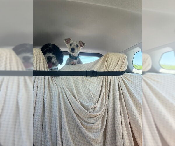 Medium Photo #4 Cairn Terrier-Unknown Mix Puppy For Sale in Chandler, AZ, USA