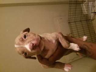 American Pit Bull Terrier Puppy for sale in STONE MOUNTAIN, GA, USA