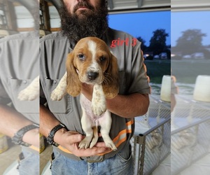 Basset Hound Puppy for sale in BEDFORD, IN, USA