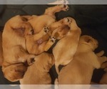 Small Photo #16 Golden Retriever Puppy For Sale in SALISBURY, NC, USA