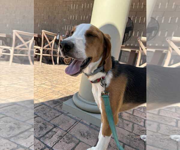 Medium Photo #1 Mutt Puppy For Sale in Roxboro, NC, USA