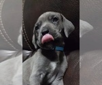 Small Photo #23 Great Dane Puppy For Sale in OGDEN, UT, USA