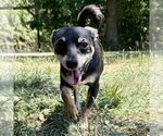Small Chihuahua Mix