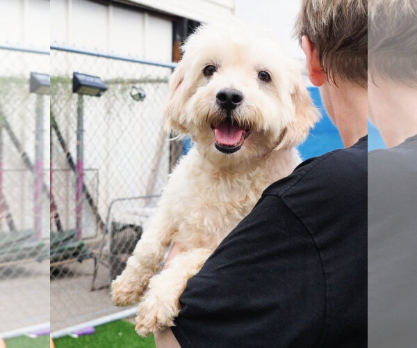 Medium Photo #5 Poodle (Miniature)-Unknown Mix Puppy For Sale in Phoenix, AZ, USA