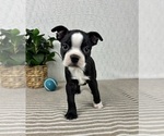 Small #3 Boston Terrier