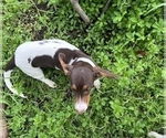 Small Photo #1 Dachshund Puppy For Sale in DAVIS, CA, USA