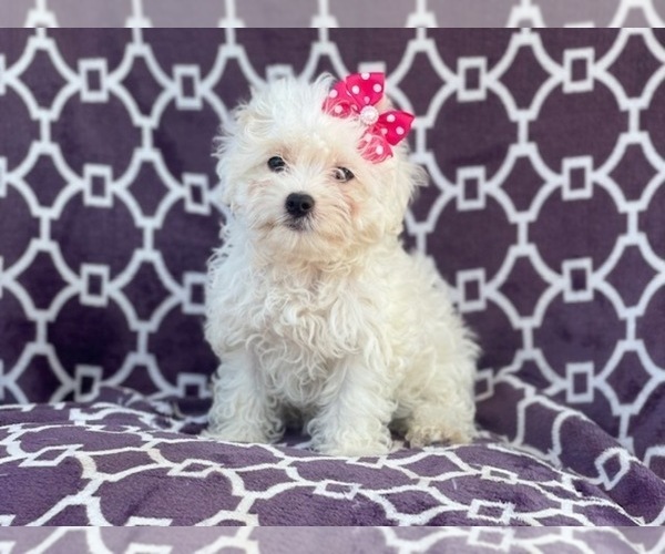 Medium Photo #17 Maltipoo Puppy For Sale in LAKELAND, FL, USA