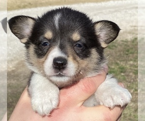 Pembroke Welsh Corgi Puppy for sale in ROLLA, MO, USA