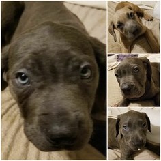 Cane Corso Puppy for sale in HYATTSVILLE, MD, USA