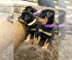 Small #13 Rottweiler