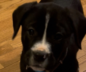 Boxer-Golden Retriever Mix Puppy for sale in JASPER, GA, USA