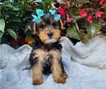 Small #2 Yorkshire Terrier