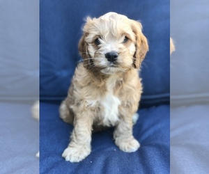 Cockapoo Puppy for sale in BOWLING GREEN, KY, USA