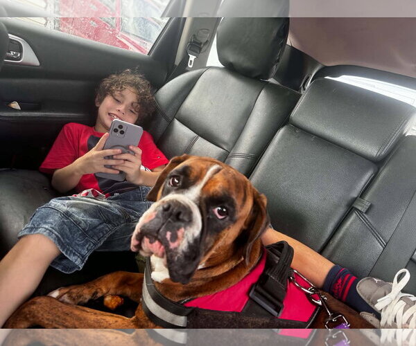 Medium Photo #6 Boxer Puppy For Sale in Dumont, NJ, USA