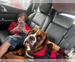 Small Photo #6 Boxer Puppy For Sale in Dumont, NJ, USA