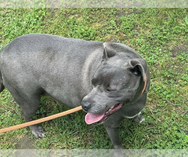 Medium Photo #10 Staffordshire Bull Terrier-Unknown Mix Puppy For Sale in Bolivar, MO, USA