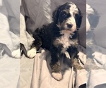 Small Photo #8 Miniature Bernedoodle Puppy For Sale in LONGMONT, CO, USA