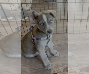 Siberian Husky-Unknown Mix Dogs for adoption in Bellevue, WA, USA