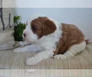 Medium Cavapoo (Toy)